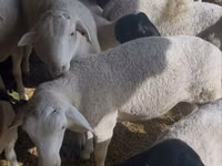 Widder, Dorper sheep — Foto 3