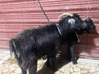 عنزة, الماعز — الصورة 2