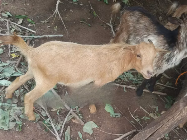 Cabras (lote, sexo no especificado), Cabras