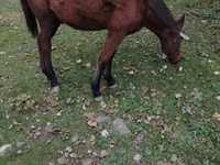 Caballo, Caballos — foto 3