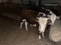 Bull, Russian Black pied cattle — photo 2