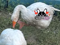 Geese — الصورة 5