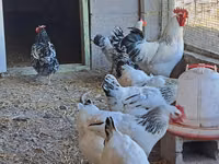 Chickens — الصورة 3