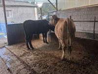 Vaca, Brown Latvian — foto 5