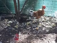 Japanese Bantam — photo 5