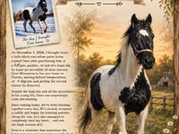 Horse (M), American paint horse — photo 4