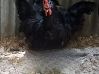 Australorp — foto 5