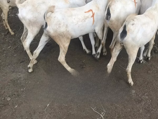 Goats (batch, sex not specified), Somali goats — Kenya