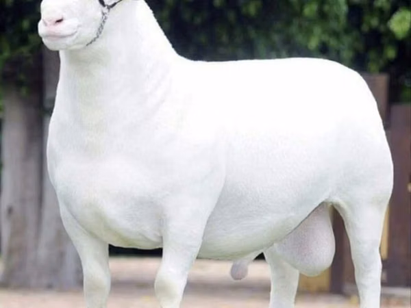 Schafe (Partie, Geschlecht nicht angegeben), Dorper sheep