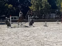 घोड़ा, Oldenburg horse — फ़ोटो 3