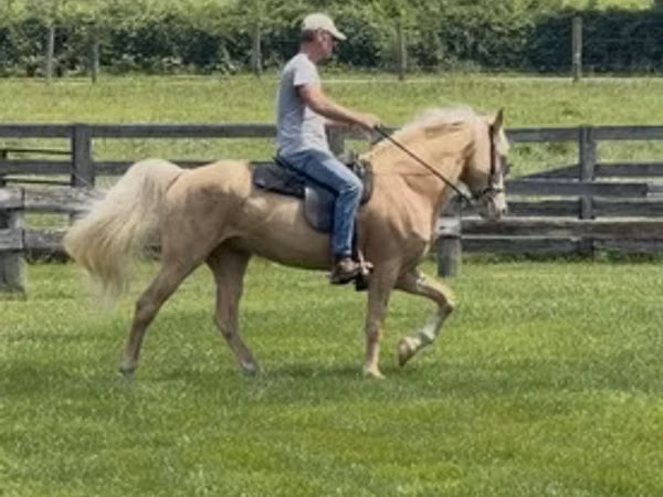 Horse (M), Rocky Mountain Horse