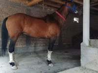 Horse (M), Kyrgyz Horse — photo 2