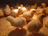 Chickens — photo 4