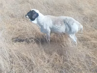 Sheep (batch, sex not specified), South meat sheep — photo 1