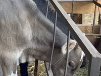 Bull, Alatau breed — photo 3