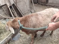 Ram, Sheep — photo 1