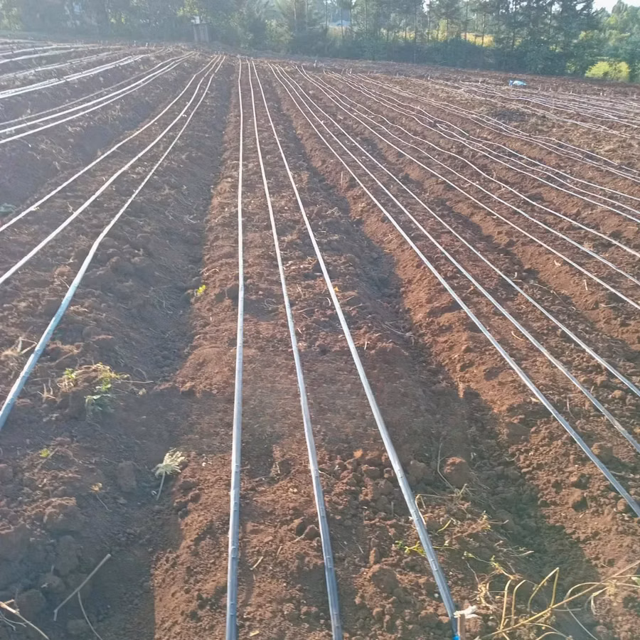 Drip Irrigation