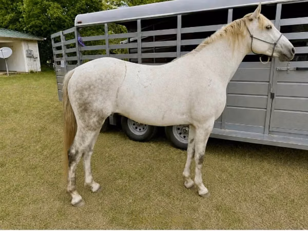 Hengst, Missouri foxtrotter