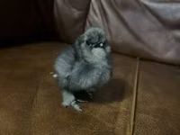 Ayam Cemani — photo 7