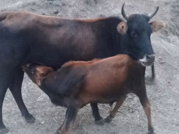Cow, Wild yak