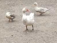 Geese — photo 1