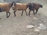 أغنام (دفعة، الجنس غير محدد), Karabakh sheep — الصورة 3