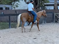 Hengst, Quarter Horse — Foto 2