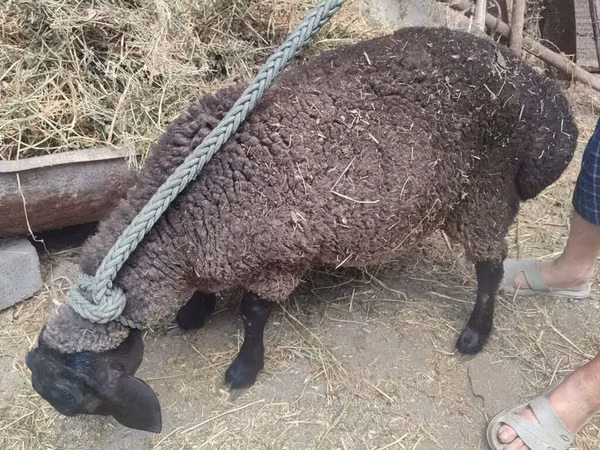 Sheep, Saryarka sheep