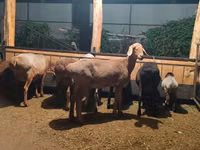母羊, Sheep — 照片 4