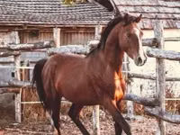 Horse (M), Shagya — photo 2