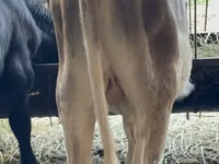 Bull, Alatau breed — photo 2