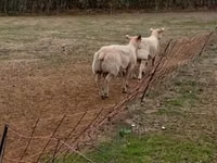 أغنام (دفعة، الجنس غير محدد), Charollais sheep — الصورة 3