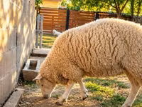 Schaf, British  Milksheep — Foto 2