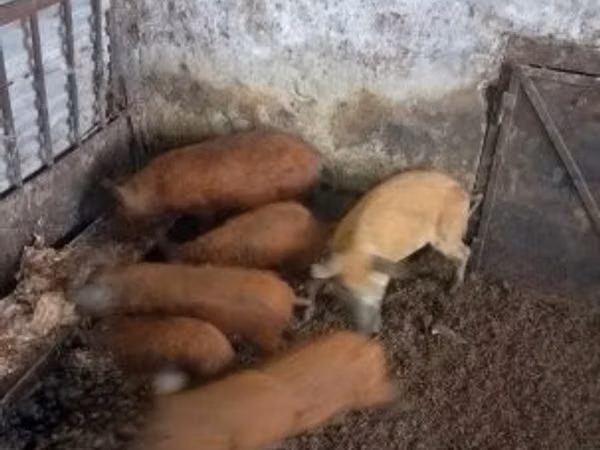 Boar, 