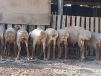 نعجة, Arashan sheep — الصورة 4