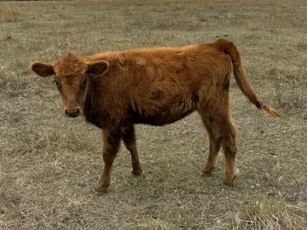 Cow, Cattle