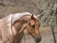 Hengst, Quarter Horse — Foto 8