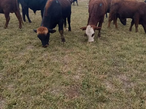 Bull, Swiss cattle