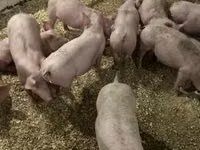 Schweine (Partie, Geschlecht nicht angegeben) — Foto 1
