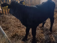 Vaca, Vaca Limousin — foto 2