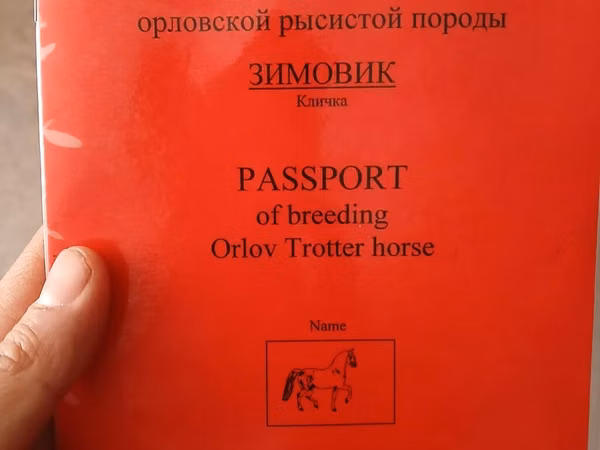 Horse (M), French Trotter