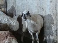 نعجة, الأغنام — الصورة 4