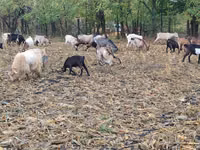 Ziege, Ziegen — Foto 3