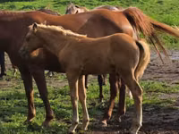 حصان, Rocky Mountain Horse — الصورة 4