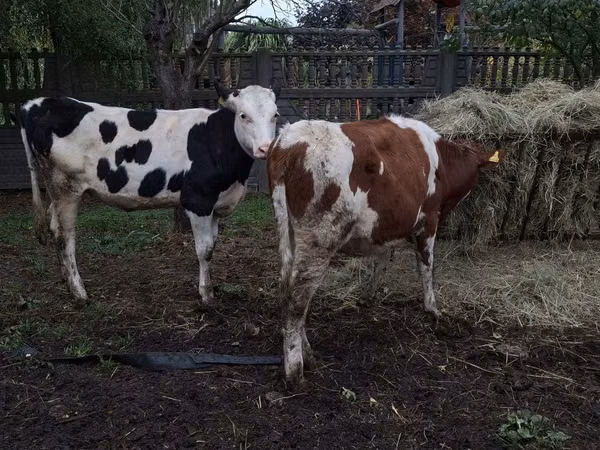 Cow, Russian Black pied cattle