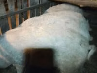Boar — photo 3