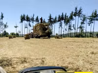 10PCS Organic Boma Rhodes Hay Bales — الصورة 2