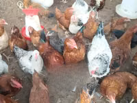 Shamo chickens — photo 2