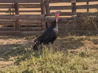 Norfolk Negro — foto 1