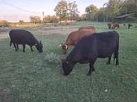Cow, Dexter — photo 3